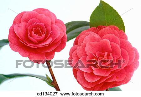 Camellia hybr. View Large Photo Image Stock Photo - Camellia hybr.. Fotosearch