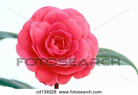 Camellia hybr. View Large Photo Image Stock Photo - Camellia hybr.. Fotosearch
