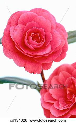 Camellia hybr. View Large Photo Image Stock Photograph - Camellia hybr.. Fotosearch