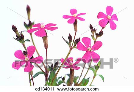 Campion, Silene sp. View Large Photo Image Stock Image - Campion, Silene sp.. Fotosearch