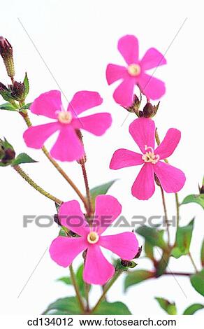 Campion, Silene sp. View Large Photo Image Stock Image - Campion, Silene sp.. Fotosearch