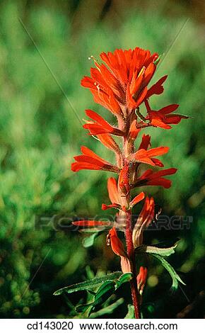 Cardinal Plant (Lobella cardinalis) View Large Photo Image Stock Image - Cardinal Plant (Lobella cardinalis). Fotosearch