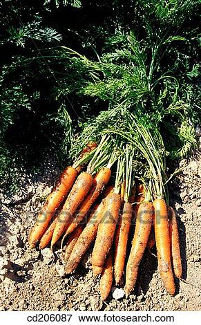 Carrots View Large Photo Image Stock Photo - Carrots. Fotosearch