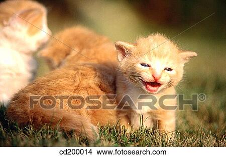 cat, Baby animal, calling, call, brood, animal View Large Photo Image Picture - cat, Baby animal, calling, call, brood, animal. Fotosearch