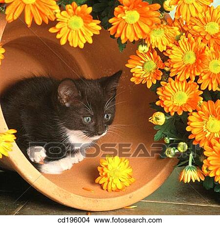 Picture - cat, defenceless, Daisy, chrysanthemum, animal. Fotosearch