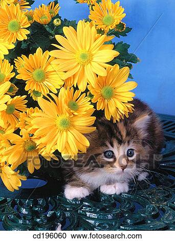 cat, defenceless, Daisy, chrysanthemum, animal View Large Photo Image Stock Image - cat, defenceless, Daisy, chrysanthemum, animal. Fotosearch