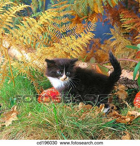 cat, defenceless, day, country, animal View Large Photo Image Stock Image - cat, defenceless, day, country, animal. Fotosearch