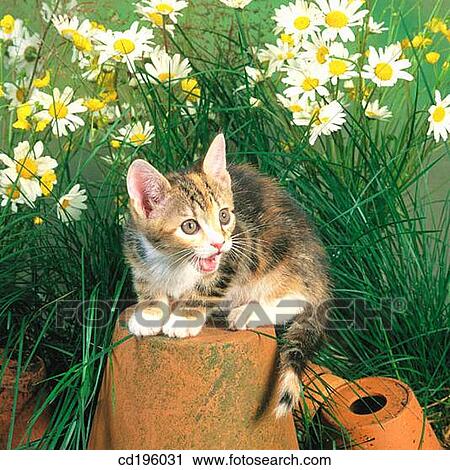 cat, defenceless, day, Daisy, animal View Large Photo Image Stock Image - cat, defenceless, day, Daisy, animal. Fotosearch