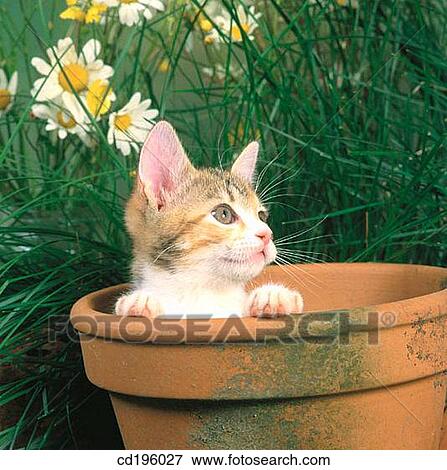 cat, defenceless, day, Daisy, animal View Large Photo Image Stock Photo - cat, defenceless, day, Daisy, animal. Fotosearch