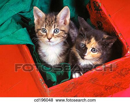 cat, Domestic animal, defenceless, animal View Large Photo Image Stock Photo - cat, Domestic animal, defenceless, animal. Fotosearch