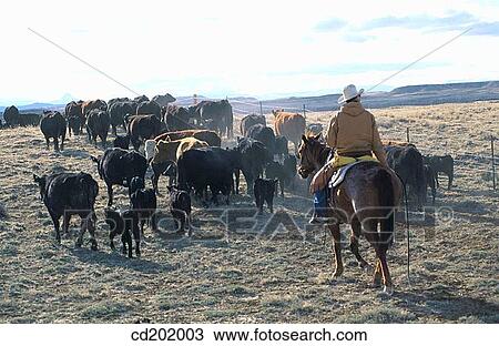 Stock Image - Cattle drive at ranch. Wyoming. USA. Fotosearch