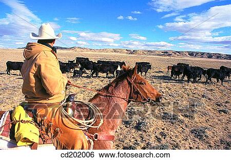 Stock Photograph - Cattle drive at ranch. Wyoming. USA. Fotosearch