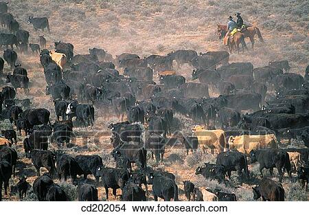 Cattle drive. Utah. USA View Large Photo Image Picture - Cattle drive. Utah. USA. Fotosearch