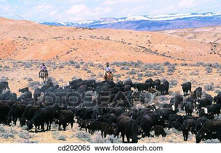 Cattle drive. Utah. USA View Large Photo Image Stock Photography - Cattle drive. Utah. USA. Fotosearch