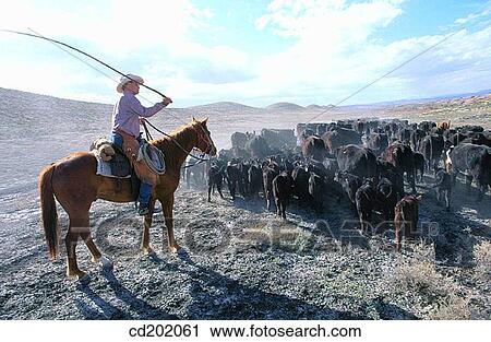 Stock Image - Cattle drive. Wyoming. USA. Fotosearch
