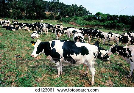 Cattle. Galicia. Spain View Large Photo Image Stock Image - Cattle. Galicia. Spain. Fotosearch
