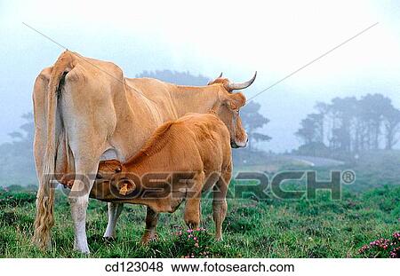 Cattle. Galicia. Spain View Large Photo Image Stock Photo - Cattle. Galicia. Spain. Fotosearch