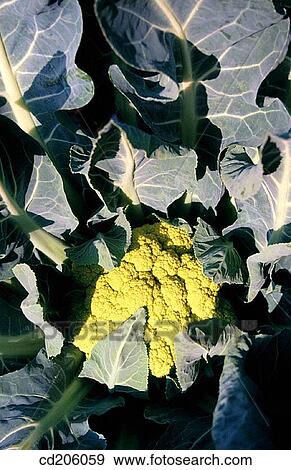 Cauliflower View Large Photo Image Stock Photo - Cauliflower. Fotosearch