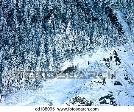 Stock Photography - Cedar forest. Fotosearch