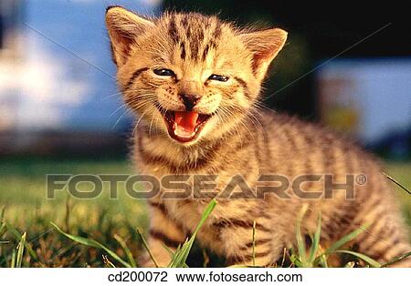central america, Baby animal, cat, calling, call, animal View Large Photo Image Stock Image - central america, Baby animal, cat, calling, call, animal. Fotosearch