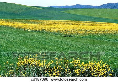 Cereal and soy fields View Large Photo Image Stock Photograph - Cereal and soy fields. Fotosearch