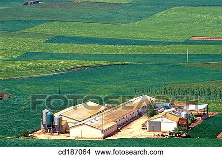 Cereal farm View Large Photo Image Picture - Cereal farm. Fotosearch