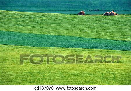 Cereal fields View Large Photo Image Stock Image - Cereal fields. Fotosearch