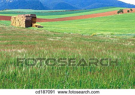 Stock Image - Cereal fields. Fotosearch