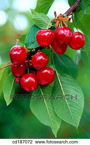 Stock Image - Cherries. Fotosearch