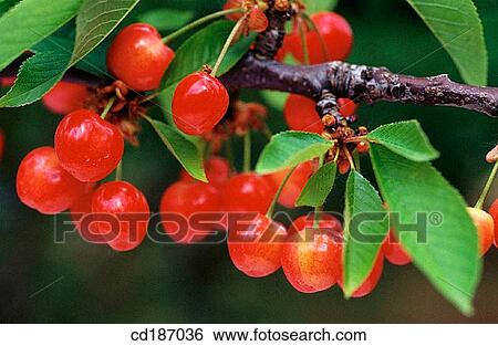 Stock Photograph - Cherries. Fotosearch