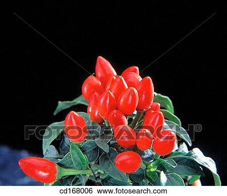 Chilli peppers View Large Photo Image Stock Photograph - Chilli peppers. Fotosearch