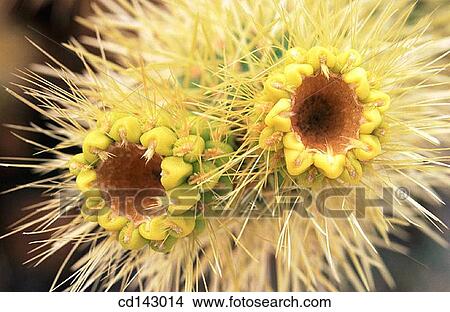 Cholla cactus flowers. Joshua Tree National Park. California. USA View Large Photo Image Picture - Cholla cactus flowers. Joshua Tree National Park. California. USA. Fotosearch