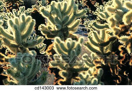 Cholla cactus. Joshua Tree National Park. California. USA View Large Photo Image Stock Image - Cholla cactus. Joshua Tree National Park. California. USA. Fotosearch