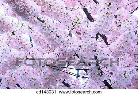 Chrerry tree blossoms View Large Photo Image Stock Image - Chrerry tree blossoms. Fotosearch