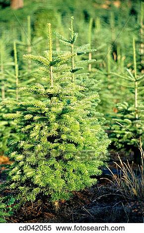 Christmas tree farm View Large Photo Image Stock Photography - Christmas tree farm. Fotosearch