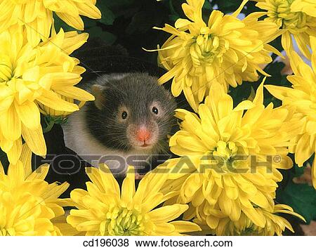 chrysanthemum, defenceless, day, Daisy, animal View Large Photo Image Stock Photo - chrysanthemum, defenceless, day, Daisy, animal. Fotosearch