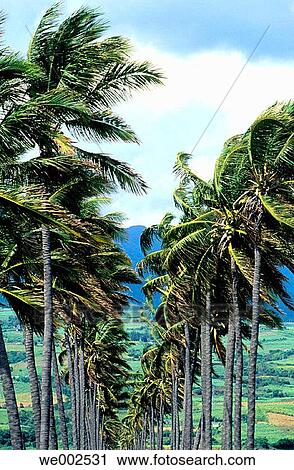 Cirque de Salazie. La Reunion View Large Photo Image Stock Image - Cirque de Salazie. La Reunion. Fotosearch