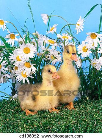Close-up, animal, chick, bird, Baby animal, agriculture View Large Photo Image Stock Image - Close-up, animal, chick, bird, Baby animal, agriculture. Fotosearch