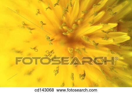 Close-up of dandelion flower View Large Photo Image Stock Photo - Close-up of dandelion flower. Fotosearch