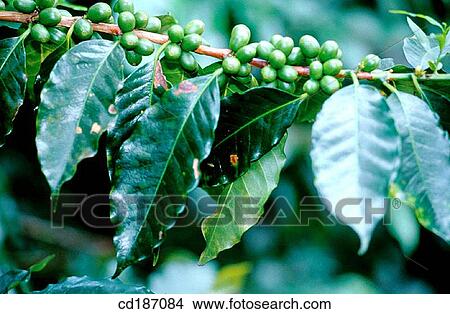 Coffee. Colombia View Large Photo Image Picture - Coffee. Colombia. Fotosearch