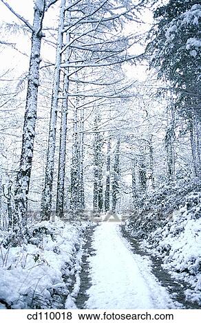 cold, coldness, country, day, forest View Large Photo Image Stock Photo - cold, coldness, country, day, forest. Fotosearch