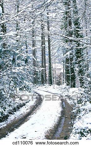 cold, coldness, country, day, forest View Large Photo Image Stock Photograph - cold, coldness, country, day, forest. Fotosearch