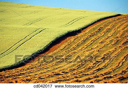Contrast of two different crops planted on hillside View Large Photo Image Stock Photo - Contrast of two different crops planted on hillside. Fotosearch