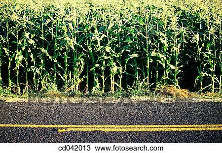 Stock Image - Corn crop alongside road. Fotosearch