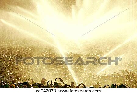 Corn crop, irrigation View Large Photo Image Stock Image - Corn crop, irrigation. Fotosearch