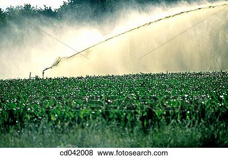 Corn fields, irrigation View Large Photo Image Stock Photo - Corn fields, irrigation. Fotosearch