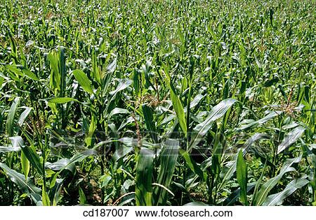 Corn fields View Large Photo Image Stock Photo - Corn fields. Fotosearch