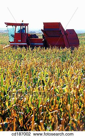 Corn harvest View Large Photo Image Stock Image - Corn harvest. Fotosearch