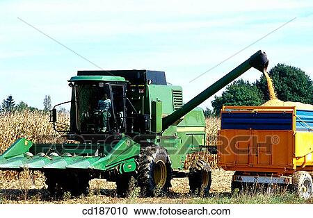 Corn harvest View Large Photo Image Stock Image - Corn harvest. Fotosearch