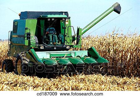Corn harvest View Large Photo Image Stock Photo - Corn harvest. Fotosearch